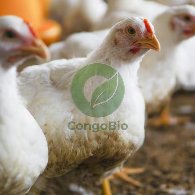 Poulets de chair