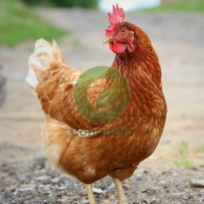 Poules pondeuses