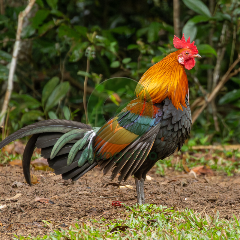 Poules / Coqs de race