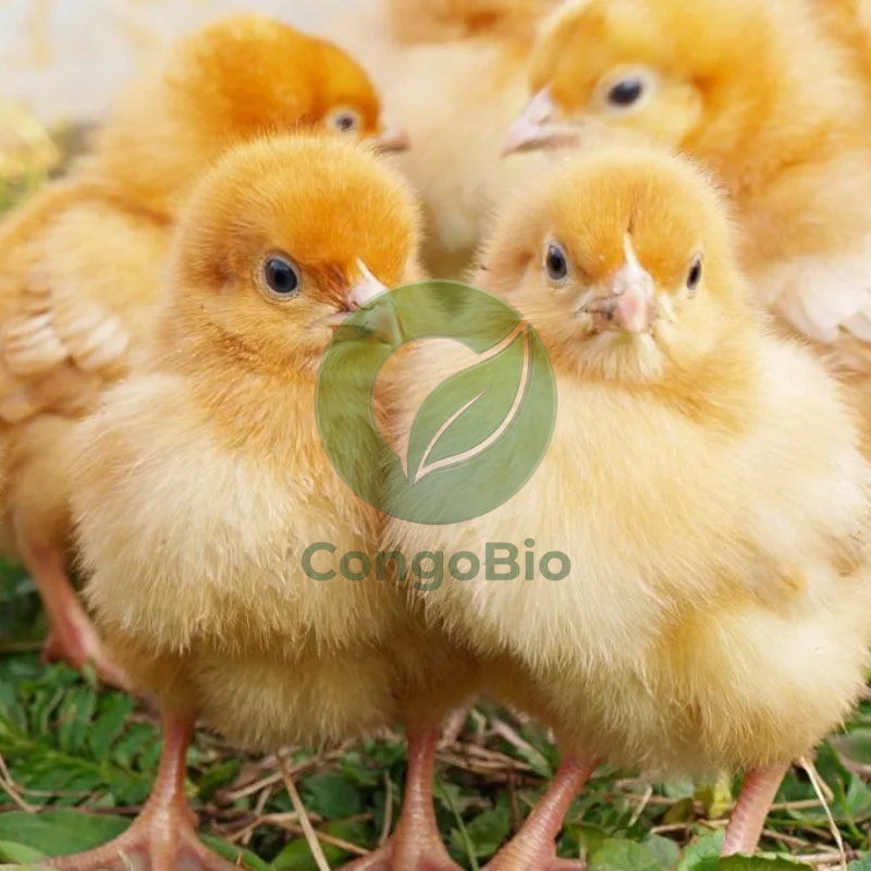 Poussins d'un jour