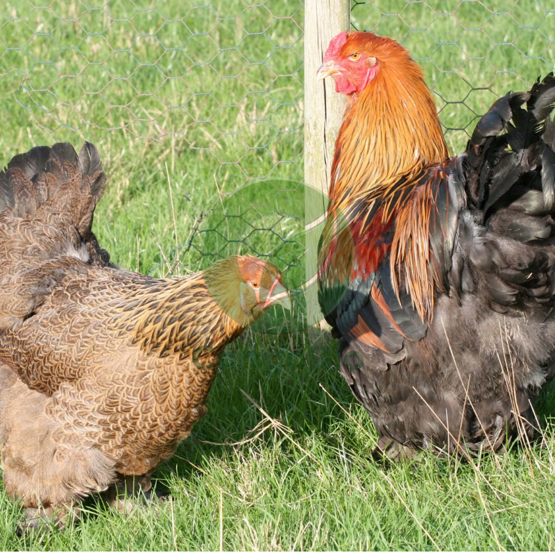 Poules/Coqs Brahma géant