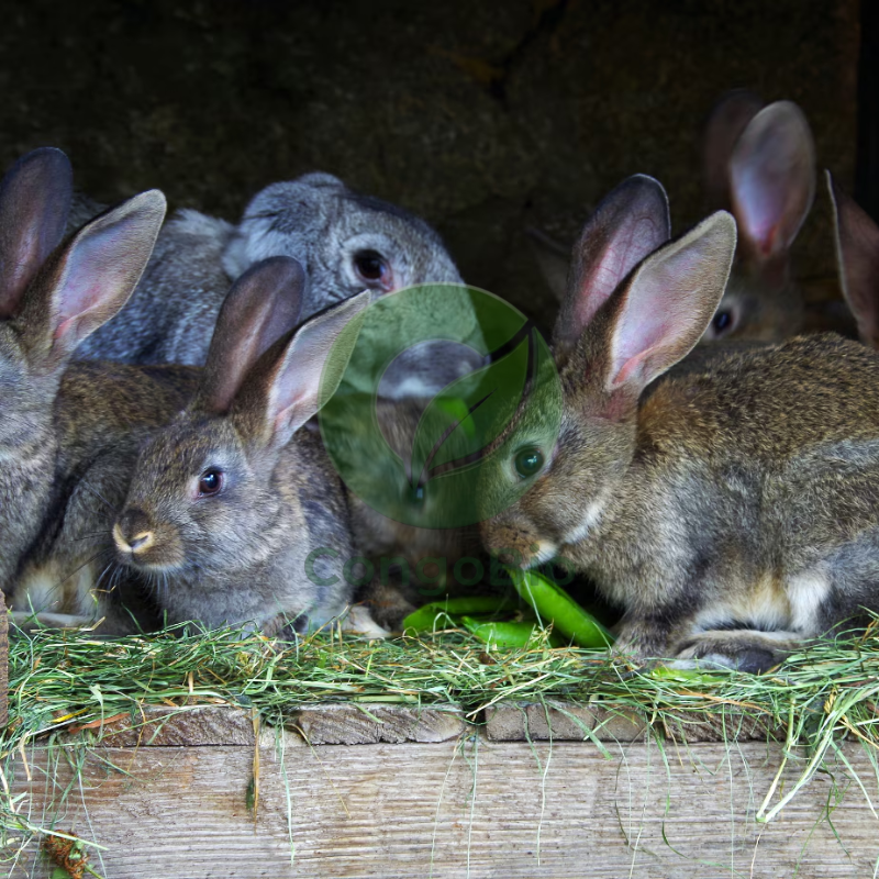 Lapins mâle/femelles