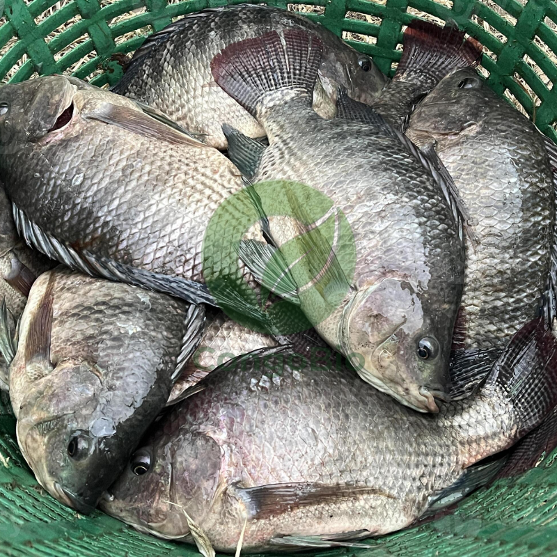 Tilapia frais