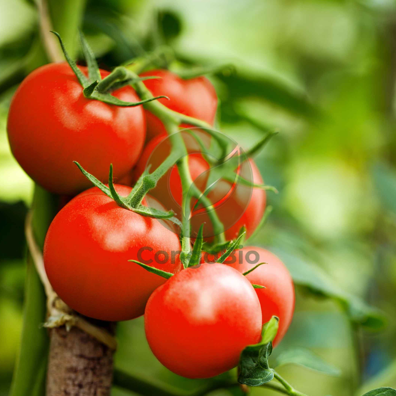 Tomates