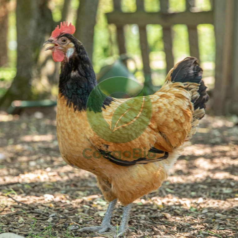 Poule de race